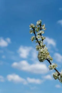 Cherry blossom in spring for background or copy space for text Stock Photos