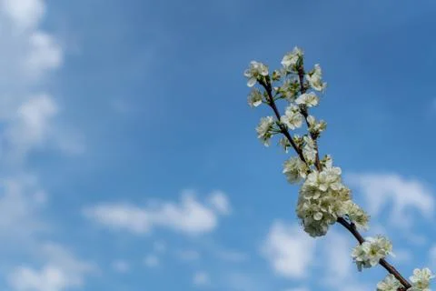 Cherry blossom in spring for background or copy space for text Stock Photos