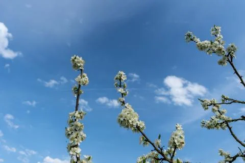 Cherry blossom in spring for background or copy space for text Stock Photos
