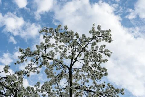 Cherry blossom in spring for background or copy space for text 库存照片