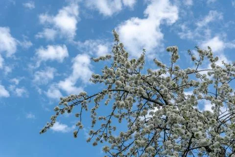 Cherry blossom in spring for background or copy space for text Stock Photos