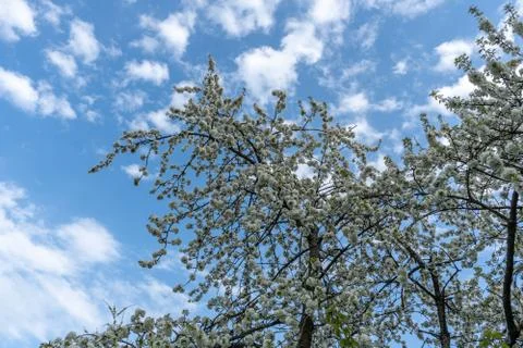 Cherry blossom in spring for background or copy space for text Stock Photos
