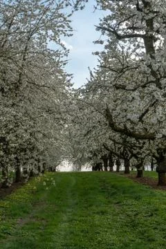 Cherry blossom in spring for background or copy space for text Stock Photos