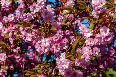 Cherry blossom in spring for background or copy space for text Stock Photos