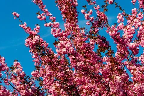Cherry blossom in spring for background or copy space for text Stock Photos