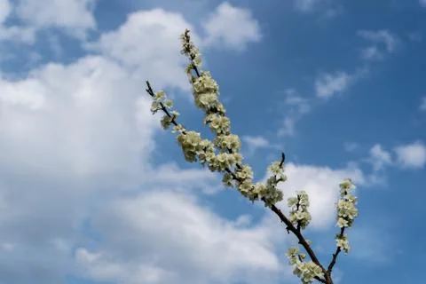 Cherry blossom in spring for background or copy space for text Stock Photos