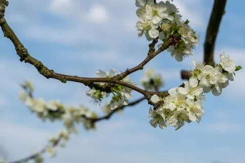 Cherry blossom in spring for background or copy space for text Stock Photos