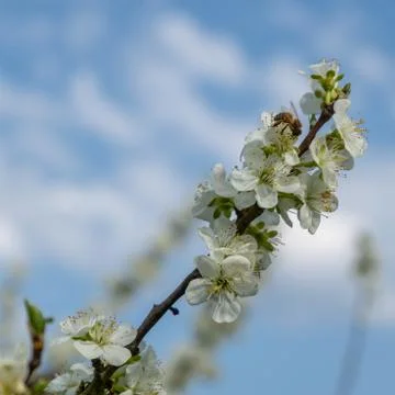 Cherry blossom in spring for background or copy space for text Stock Photos
