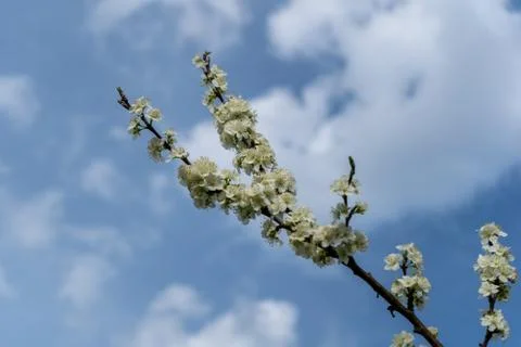 Cherry blossom in spring for background or copy space for text Stock Photos