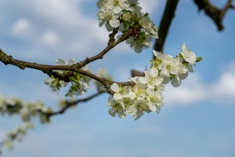 Cherry blossom in spring for background or copy space for text Foto stock