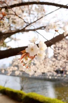 Cherry blossom in spring for background or copy space for text Stock Photos