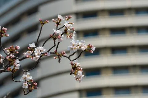 Cherry blossom in spring for background or copy space for text Foto stock