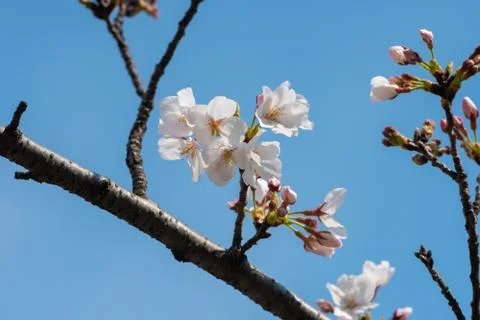 Cherry blossom in spring for background or copy space for text Stock-Fotos