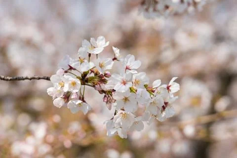 Cherry blossom in spring for background or copy space for text Stock Photos