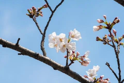 Cherry blossom in spring for background or copy space for text Stock-Fotos