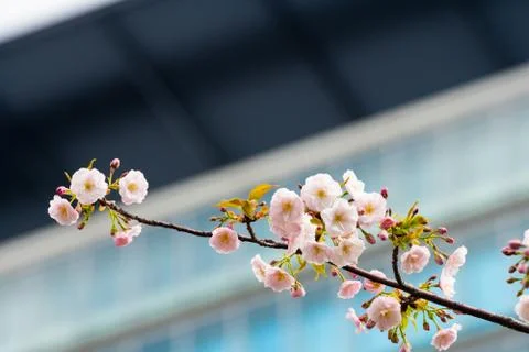 Cherry blossom in spring for background or copy space for text Stock Photos