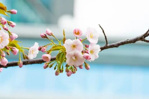 Cherry blossom in spring for background or copy space for text Foto stock