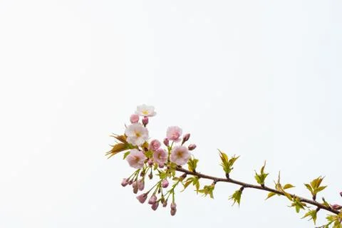 Cherry blossom in spring for background or copy space for text Stock Photos