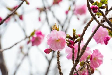 Cherry blossom in spring for background or copy space for text Foto stock