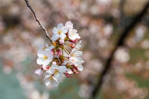 Cherry blossom in spring for background or copy space for text Stock Photos