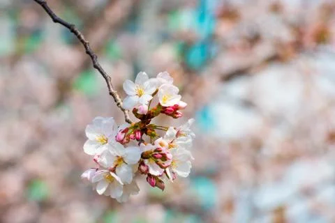 Cherry blossom in spring for background or copy space for text Stock Photos