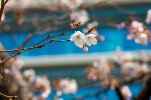 Cherry blossom in spring for background or copy space for text Stock-Fotos
