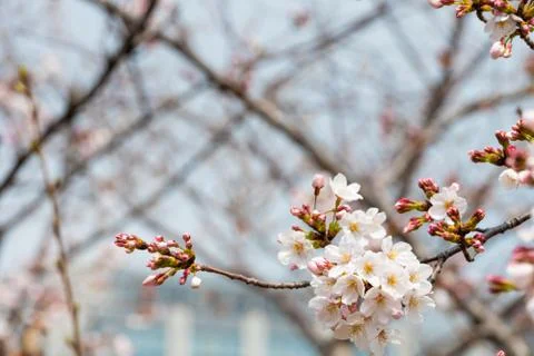 Cherry blossom in spring for background or copy space for text Stock-Fotos