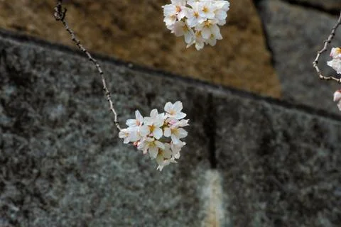 Cherry blossom in spring for background or copy space for text Stock Photos