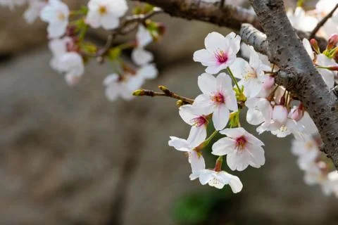 Cherry blossom in spring for background or copy space for text Stock Photos