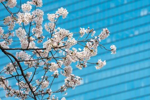 Cherry blossom in spring for background or copy space for text Stock-Fotos