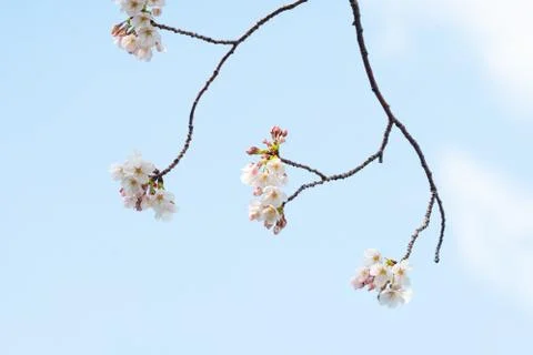 Cherry blossom in spring for background or copy space for text Foto stock