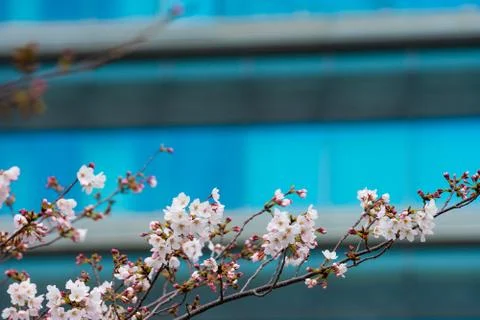 Cherry blossom in spring for background or copy space for text Stock Photos