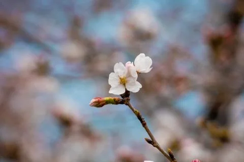 Cherry blossom in spring for background or copy space for text Stock-Fotos
