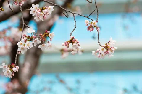 Cherry blossom in spring for background or copy space for text Stock Photos