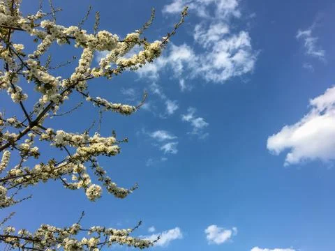 Cherry blossom in spring for background Stock Photos
