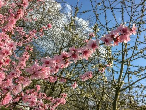 Cherry blossom in spring for background Stock Photos