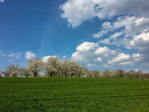 Cherry blossom in spring for background Stock Photos