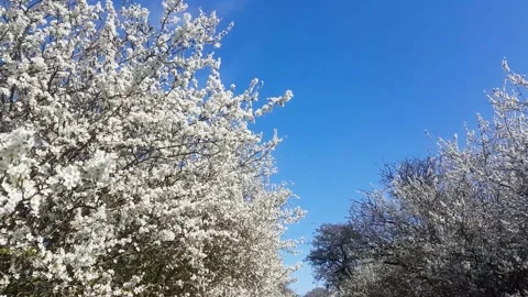 Cherry blossom in spring bloom gently blowing in a breeze on a sunny spring d 動画素材 156256187