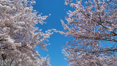 Cherry blossom in spring, with blue Sky background Stock Footage 134797108