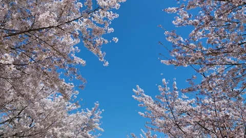 Cherry blossom in spring, with blue Sky background Stock Footage 134797522
