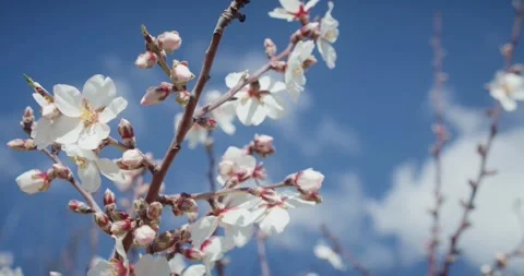 Cherry blossom in spring with blue sky Stock Footage 304112446