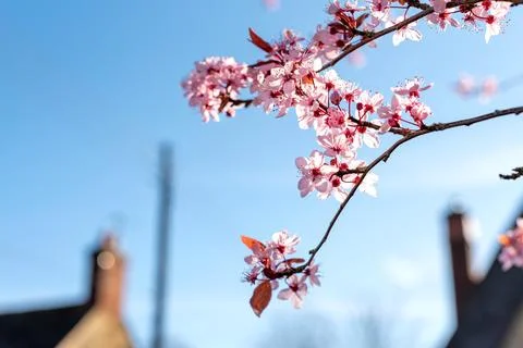 Cherry blossom in spring on blue sky background. Stock Photos