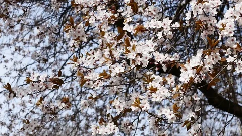 Cherry blossom spring branch and spring breeze Stock Footage 126098075