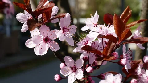 Cherry blossom spring branch Stock Footage 126206607