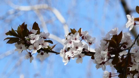 Cherry blossom spring branch Stock Footage 126206608
