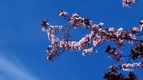 Cherry blossom spring branch Stock Footage 126206616