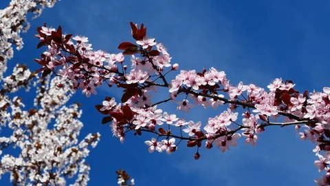 Cherry blossom spring branch Stock Footage 126206666