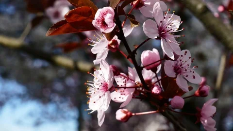 Cherry blossom spring branch Stock Footage