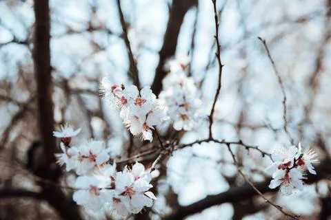 Cherry blossom in spring close up Stock Photos