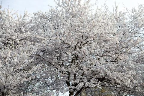 Cherry blossom in spring, close-up of a tree. Stock Photos